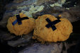 Thumbnail img_7309.jpg 