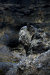 Thumbnail img_7462.jpg 