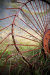 Thumbnail img_7799.jpg 