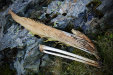 Thumbnail img_7824.jpg 