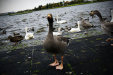 Thumbnail img_8478.jpg 