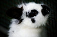 Thumbnail img_8522.jpg 