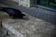 Thumbnail img_3424.jpg 