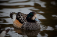 Thumbnail _mg_0004.jpg 
