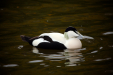Thumbnail _mg_9957.jpg 