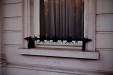 Thumbnail _mg_0305.jpg 