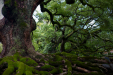 Thumbnail _mg_2374.jpg 
