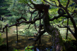 Thumbnail _mg_2501.jpg 