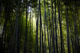 Thumbnail _mg_2725.jpg 