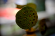Thumbnail _mg_2991.jpg 