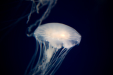 Thumbnail _mg_3656.jpg 