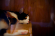 Thumbnail _mg_4210.jpg 