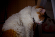 Thumbnail _mg_4274.jpg 