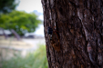 Thumbnail _mg_4958.jpg 