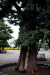 Thumbnail _mg_5140.jpg 