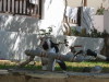 Thumbnail IMG_2417.JPG 