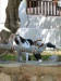 Thumbnail IMG_2418.JPG 