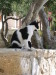 Thumbnail IMG_2419.JPG 