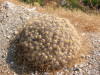 Thumbnail IMG_2438.JPG 