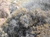 Thumbnail IMG_2460.JPG 