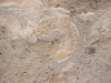 Thumbnail IMG_2511.JPG 