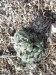 Thumbnail IMG_2515.JPG 