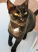 Thumbnail IMG_2531.JPG 