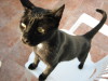 Thumbnail IMG_2532.JPG 