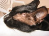 Thumbnail IMG_2534.JPG 