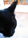 Thumbnail IMG_2535.JPG 