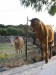 Thumbnail IMG_2541.JPG 
