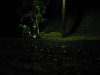 Thumbnail IMG_2576.JPG 