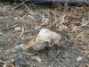 Thumbnail IMG_2610.JPG 