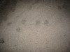Thumbnail IMG_2612.JPG 