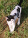 Thumbnail IMG_2660.JPG 