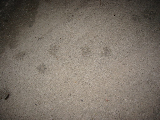 IMG_2612.JPG 