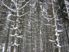 Thumbnail IMG_6900.JPG 