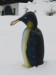Thumbnail IMG_6902.JPG 