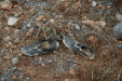 Thumbnail img_5725.jpg 
