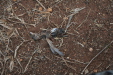 Thumbnail img_5742.jpg 