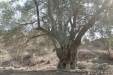 Thumbnail img_5794.jpg 