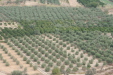 Thumbnail img_5825.jpg 