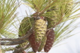 Thumbnail img_5859.jpg 
