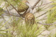 Thumbnail img_5865.jpg 