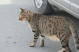 Thumbnail img_5911.jpg 