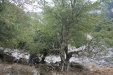 Thumbnail img_5994.jpg 