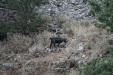 Thumbnail img_5995.jpg 