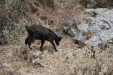 Thumbnail img_6007.jpg 