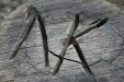 Thumbnail img_6013.jpg 