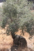Thumbnail img_6074.jpg 